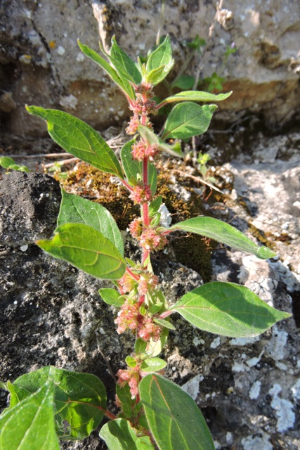 Pellitory of the wall